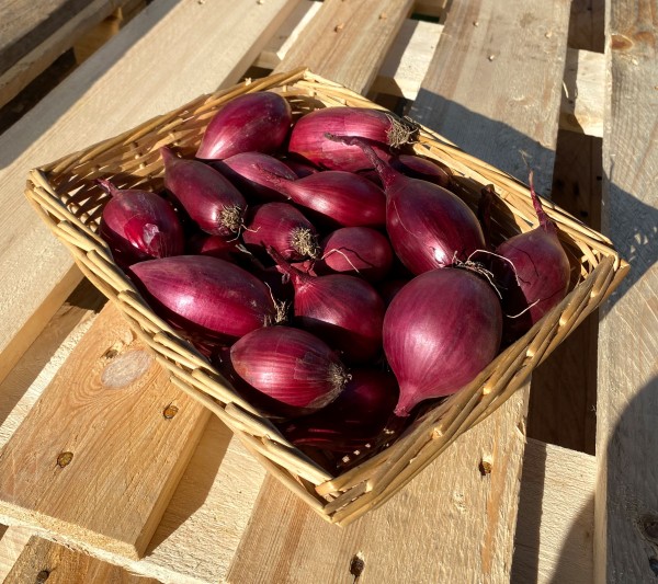 Rote Zwiebeln aus Rumänien